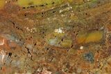 Polished Red/Yellow Petrified Wood (Araucarioxylon) - Arizona #147897-2